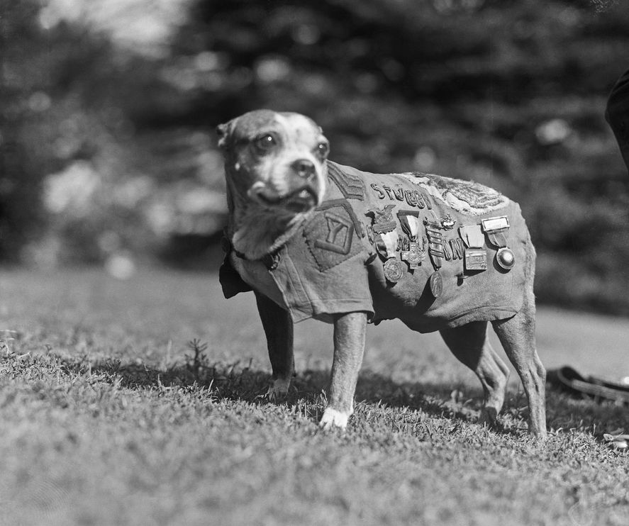 On the Hundredth Anniversary of the Start of World War I, Remembering the Part Animals&nbsp;Played